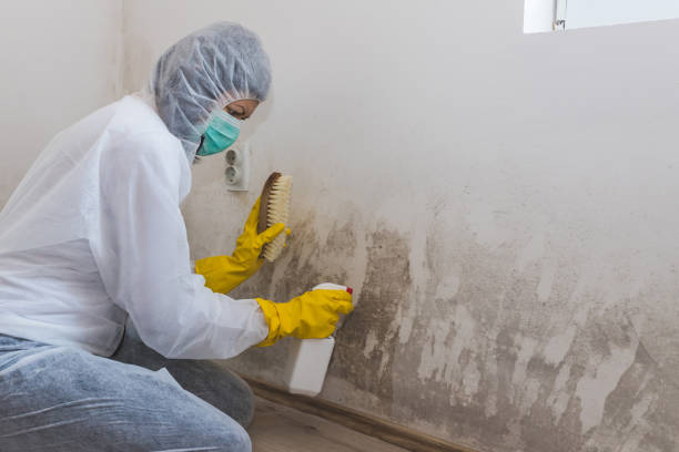 Best Basement Mold Remediation in Mechanicville, NY