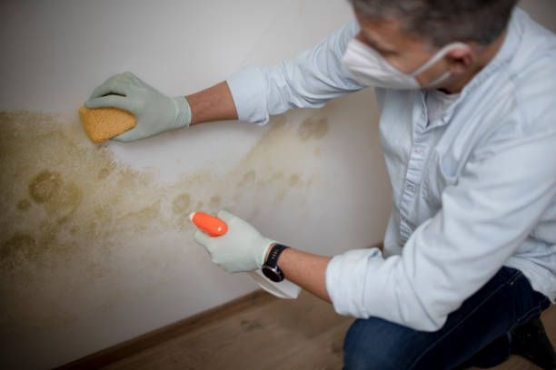 Best Post-Flood Mold Remediation in Mechanicville, NY