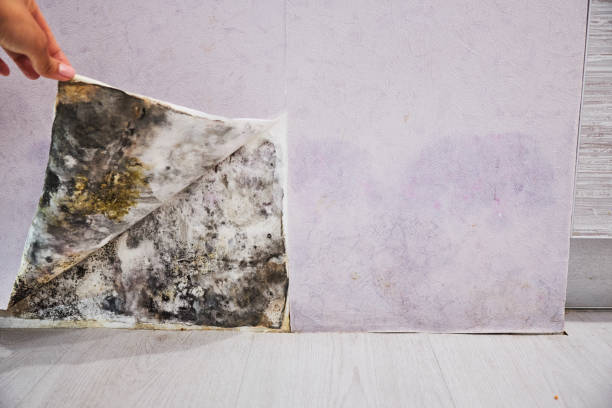 Best Insurance-Related Mold Remediation in Mechanicville, NY
